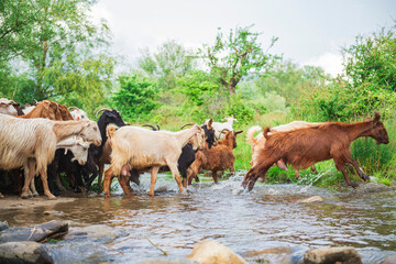 Goats jumping over beautiful stream in natural forest - beautiful natural landscape in pasture