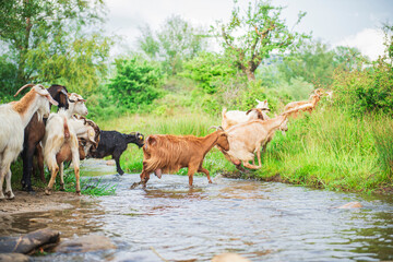 Goats jumping over beautiful stream in natural forest - beautiful natural landscape in pasture