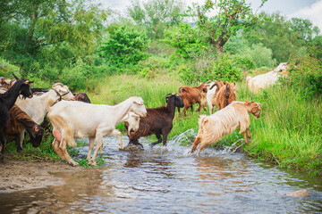 Goats jumping over beautiful stream in natural forest - beautiful natural landscape in pasture