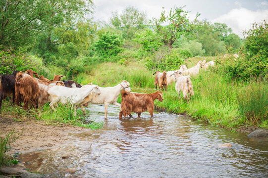 Goats jumping over beautiful stream in natural forest - beautiful natural landscape in pasture - Powered by Adobe