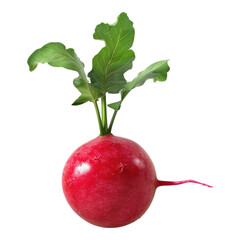 Radish isolated on transparent background