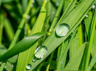 water drops on blade of grass