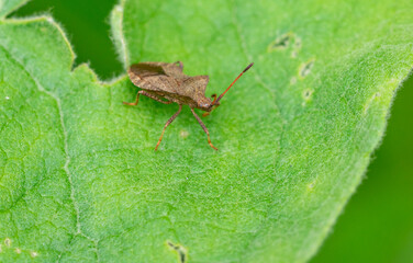 stink  pentatomidae  heteroptera on leaf