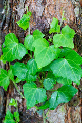 Ivy on a tree trunk