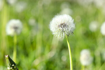 Beautiful white dandelion flowers in green grass outdoors, closeup