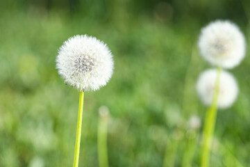 Blooming white dandelion flowers in green grass outdoors, closeup