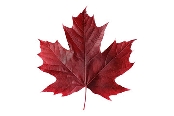 Obraz premium Red maple leaf isolated on transparent background
