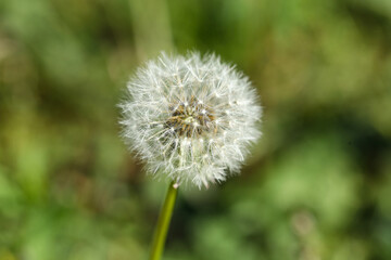 Dandelion flower in green grass outdoors, closeup