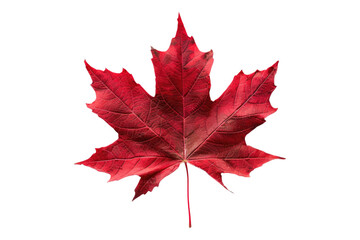 Red maple leaf isolated on transparent background