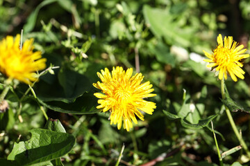 Yellow dandelion flowers in green grass outdoors, closeup