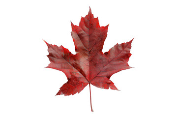 Fototapeta premium Red maple leaf isolated on transparent background
