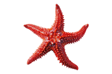 Red starfish isolated on transparent background