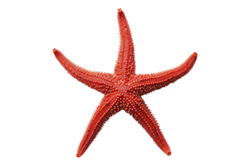 Red starfish isolated on transparent background