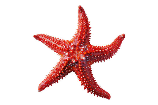 Red starfish isolated on transparent background