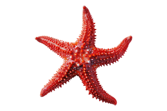 Red starfish isolated on transparent background - Powered by Adobe