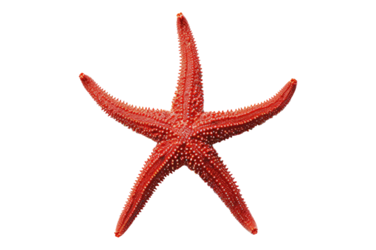 Red starfish isolated on transparent background