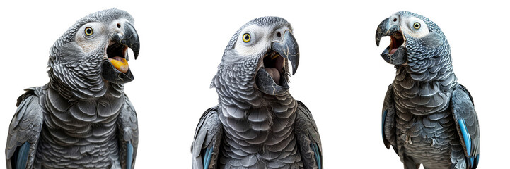 Fototapeta premium Close-up of three African Grey Parrots with vibrant eyes and open beaks