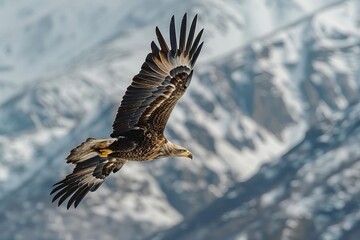 Obraz premium Eagle Soaring Focus on an eagle soaring high in the sky, with a mountain range in the background, empty space right for text