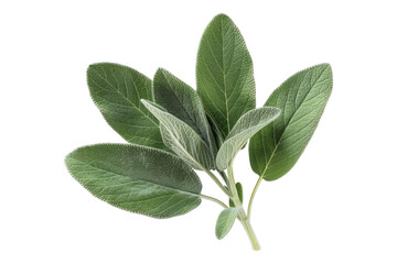 Photo sage leaves isolated on transparent background