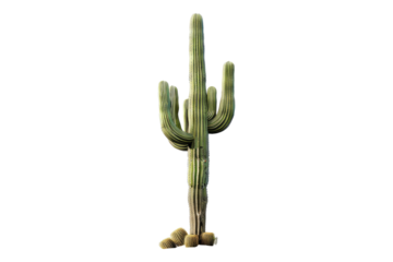 Saguaro cactus isolated on transparent background