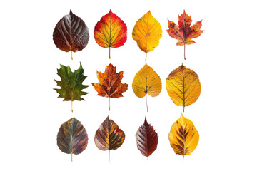 Obraz premium Set of autumn leaves abstract colors isolated on transparent background