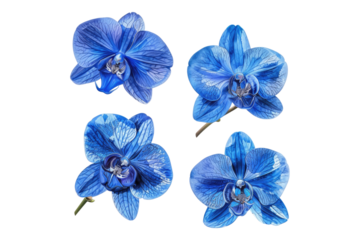 Set of blue orchid flower isolated on transparent background