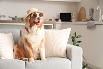 Adorable Australian Shepherd dog in stylish hat and sunglasses sitting on sofa at home