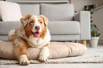 Adorable Australian Shepherd dog lying on pet bed at home