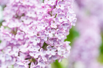 Purple lilac flowers macro background, flower background