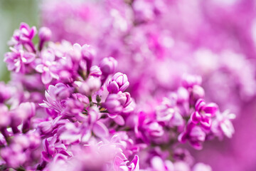 Purple lilac flowers macro background, flower background