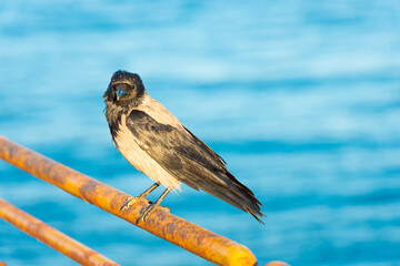 Crow sits on rail with blue sea water background - Powered by Adobe