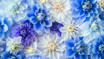 Vibrant Blooms: Stunning Blue, White, and Purple Dahlia Flowers in Full Bloom