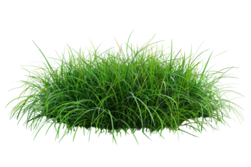 Lush green grass bush isolated on transparent background. Fresh vegetation plant with vibrant greenery, perfect for garden or landscape design.