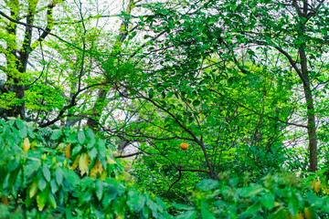 green leaves background