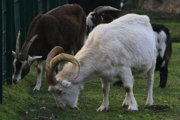 ziege