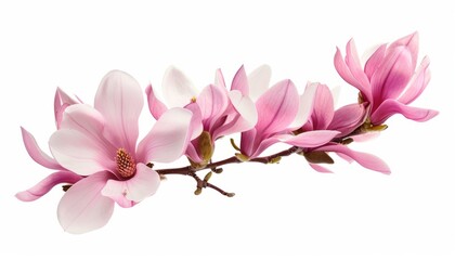 Stunning Magnolia Blossoms: A Captivating Bouquet on a White Canvas