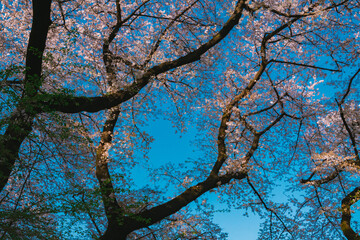 Fototapeta premium branches against blue sky