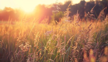 Sunset Glow: Capturing the Beauty of Blooming Wild High Grass in the Panoramic Countryside Landscape