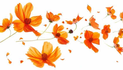 Fototapeta premium Floating Beauty: A Stunning Orange Cosmos Flower in Zero Gravity