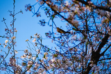 branches against sky