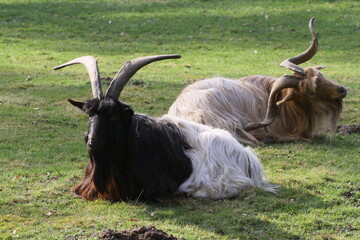 ziege