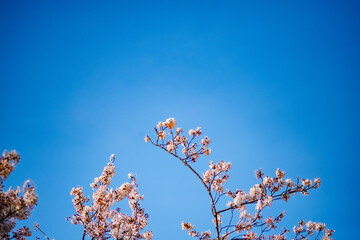 cherry blossom against sky