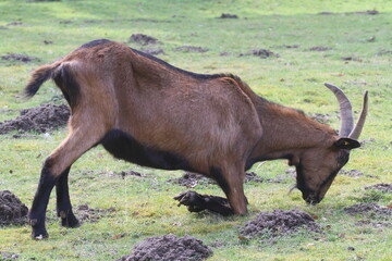 ziege