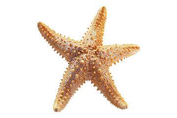 Starfish isolated on transparent background