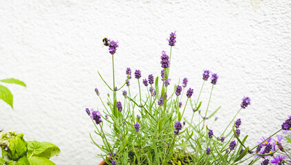 Bumblebee lands on lavender © pixelmädchen