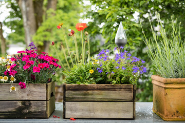 Different bee-friendly flowers in wooden box on balcony