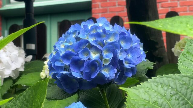 Vibrant blue hydrangea bloom surrounded by lush green leaves in a garden setting