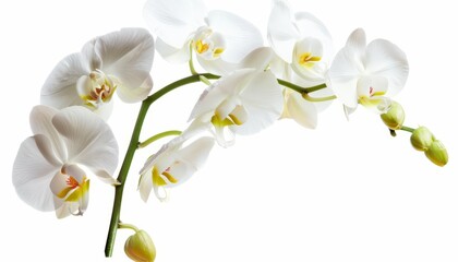 Obraz premium Stunning Solo: A Beautiful White Orchid Flower on White Background