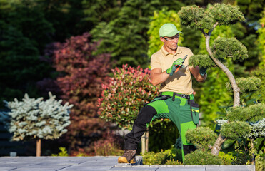 Landscaping Professional Pruning Evergreen Tree