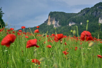field of poppies